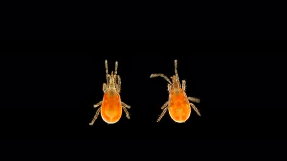 a Tick of the Order Mesostigmata Under a Microscope, Class Arachnida, Superorder Parasitiformes