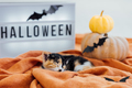 Cute small sleeping on halloween sign and pumpkin background. Pets and Halloween - PhotoDune Item for Sale