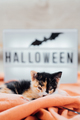 Small tricolor cute cat resting on halloween sign background. Pet and Halloween. - PhotoDune Item for Sale