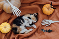 Hands of a skeleton stretch behind a sleeping cute kitten. Pets and Halloween - PhotoDune Item for Sale