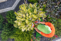 Caucasian Gardener Pruning Garden Plants - PhotoDune Item for Sale