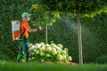 Insecticide or Fungicide on a Garden Trees - PhotoDune Item for Sale
