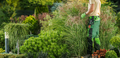 Professional Landscaper Examining Garden Plants Health - PhotoDune Item for Sale