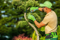 Gardener Pruning Decorative Trees Inside a Mature Garden - PhotoDune Item for Sale