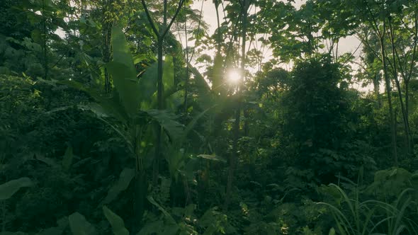 4k aerial shot of sunrise view in the Amazon forest. Master still shot dense green foliage under tre