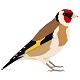 Goldfinch