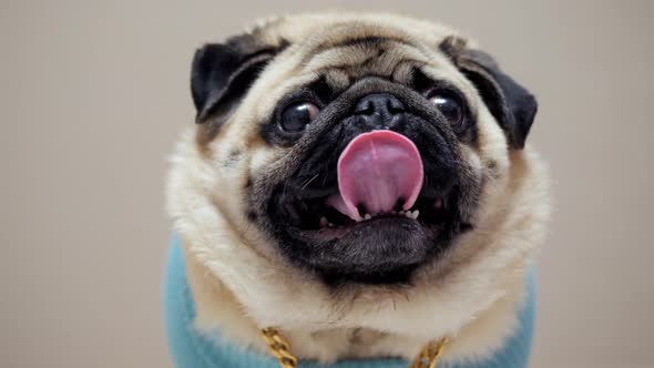 Cute Funny Pug Dog Wearing in Fashion Costume with Golden Chain Looking at Camera