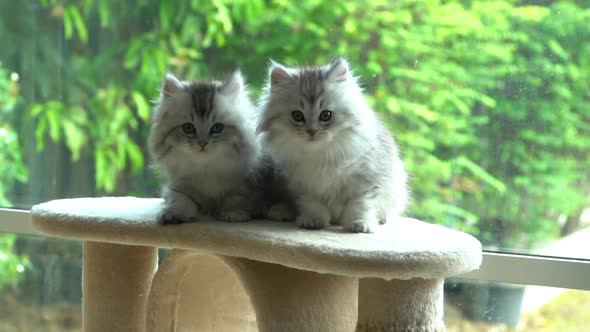 Two Persian Kittens Sitting On Cat Tower