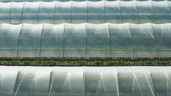 Aerial Video of Greenhouses for Growing Plants Flowers Berries Vegetables and Fruits