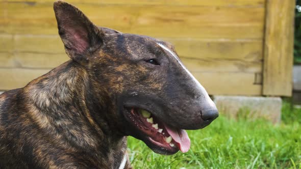 The bull terrier in a brindle color. Slow motion