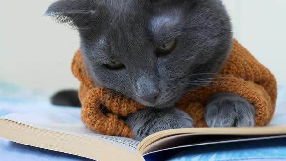 A Beautiful Gray Cat in a Suit for Cats in the Form of a Brown Sweater Reads a Book Lying on the