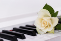 Romantic concept, piano and white rose - PhotoDune Item for Sale