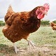 The Chicken