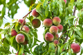 Peach fruits - PhotoDune Item for Sale