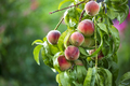 Peach fruits - PhotoDune Item for Sale