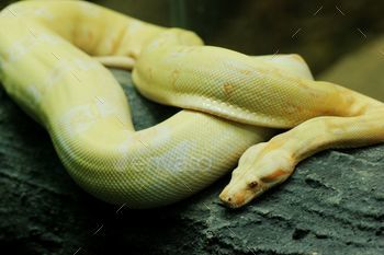Closeup of an albino Burmese python (Python bivittatus) at the zoo
