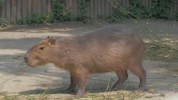 Capybara Chews Grass on Sunny Day