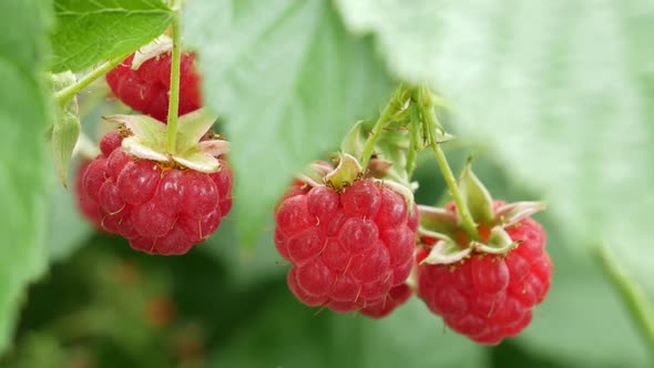 Ripe Raspberry Fruits on Bush. Closeup Raspberries Swaying on the Branch