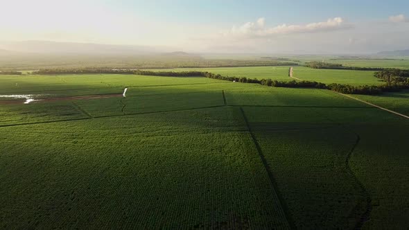Drone circling high over endless sugarcane fields with warm sunset to left of frame.