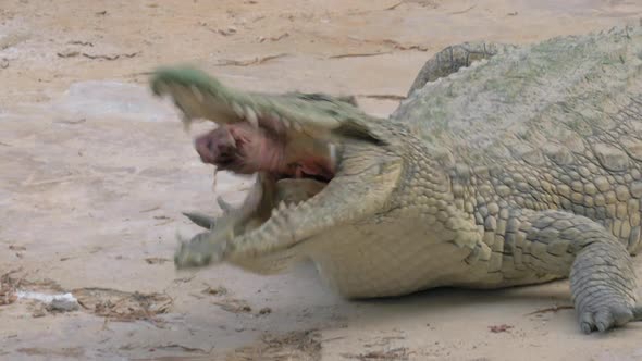 Crocodile Eating Its Prey