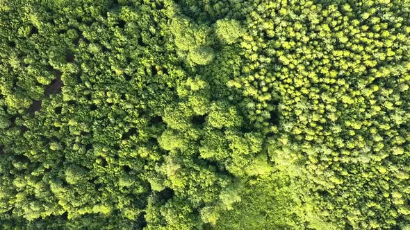 Top down aerial view of green summer forest with many fresh trees.