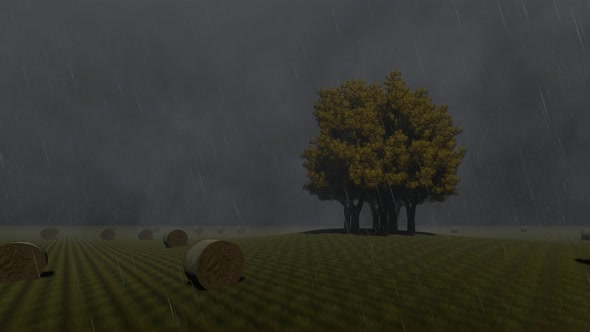 Rain Autumn Grass One Single Tree