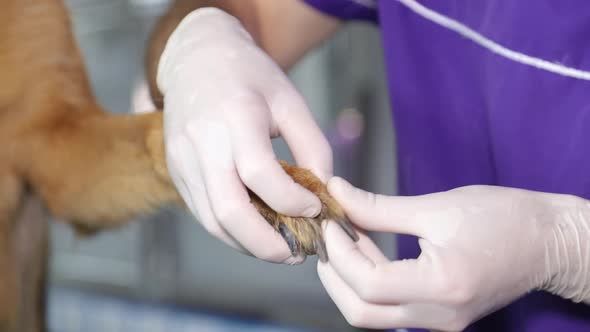 A veterinarian examines a German shepherd. The dog is sitting on the table