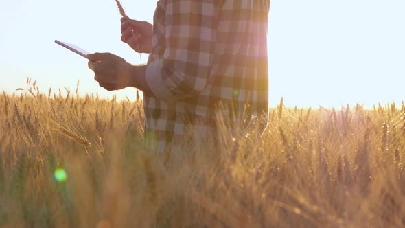 A male farmer inspects an ear of wheat, a harvest in a wheat field at sunset, writing in a tablet.