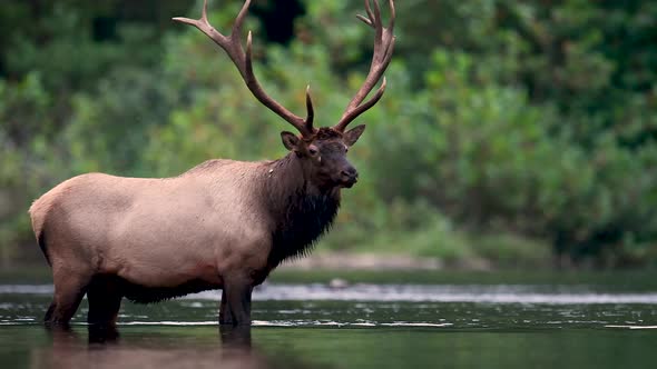 Bull Elk Video Clip in Autumn 