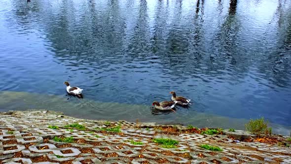 Three ducks swimming by the river