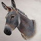 Donkey