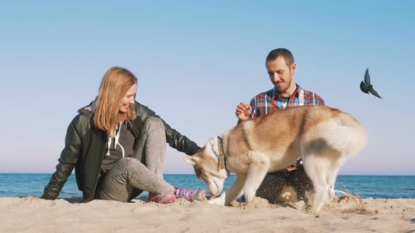 Young Caucasian Couple on Beach with Siberian Husky Dog Slow Motion