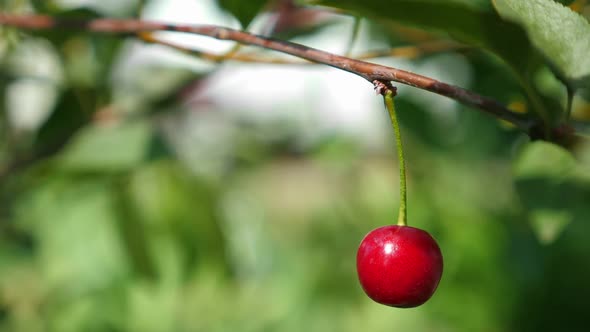 Red Ripe Cherry Grow on Tree at the Garden Closeup