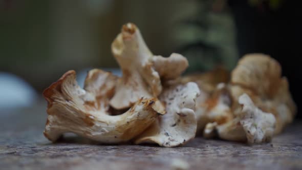 Chanterelle Mushrooms on table (slow moving)