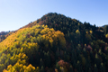 Aerial Drone View of Colorful Autumn Forest - PhotoDune Item for Sale