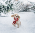 Cute and funny little dog with red scarf playing in the snow.  - PhotoDune Item for Sale