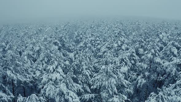 Aerial Winter Forest