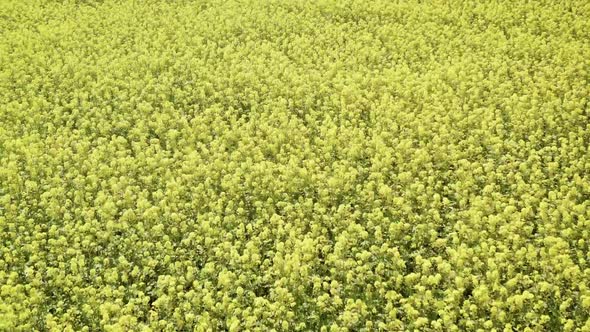 White Mustard Grows on the Field