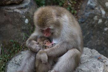 er Macaque