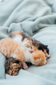 Newborn kittens. Newborn blind kittens sleep comfortably all together. - PhotoDune Item for Sale