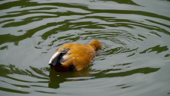 Ruddy Shelduck on Water