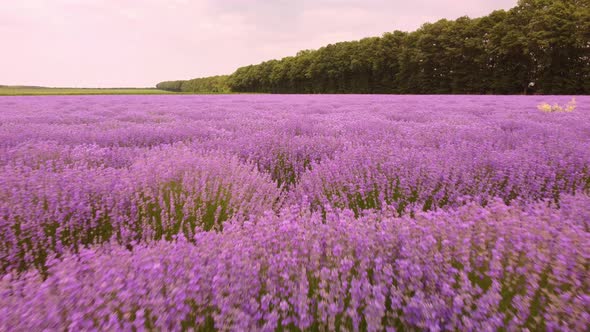 Lavender Fields at the Summer Day Natural Color