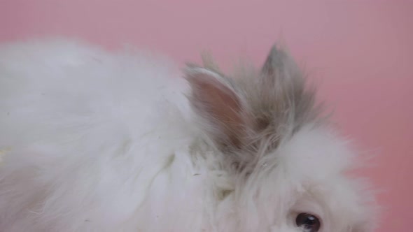 White Grey Rabbit Sniffing Looking Around on Pink Background