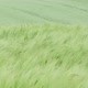 Green Wheat Field - VideoHive Item for Sale
