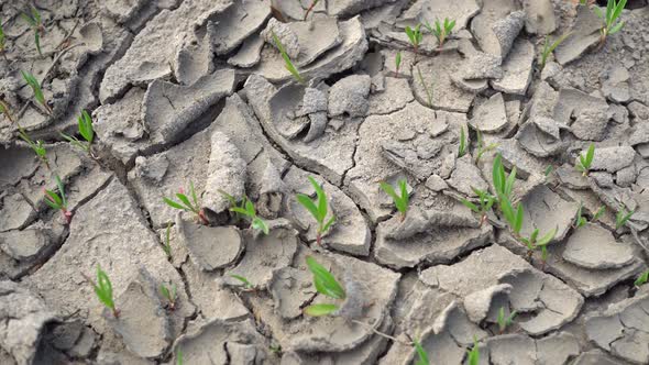 Sprouts Growing in Cracked Earth 2