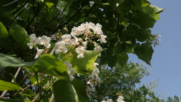 Close-up of Catalpa bignonioides  flowers 4K footage