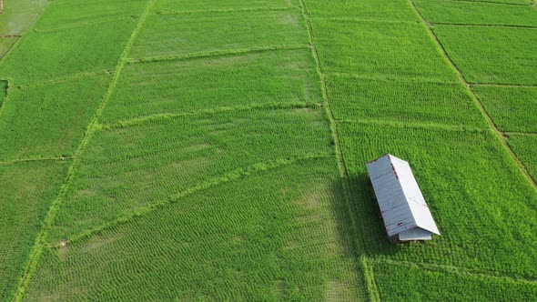 Aerial drone view of agriculture in rice fields for cultivation