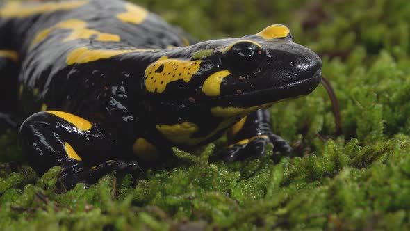 Salamandra Maculosa on Green Moss in White Background