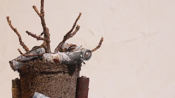 The Trunk And Branches Of A Dead Withered Plant.