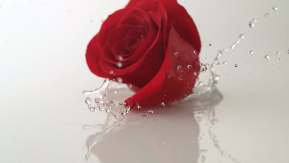 Red rose falling on water surface. Slow Motion.